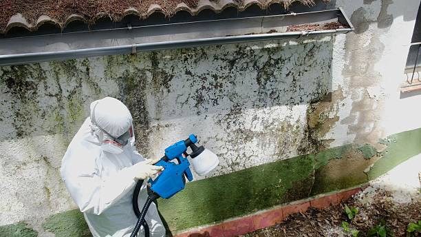 Mold Removal service in Caldwell